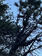 Setophaga occidentalis