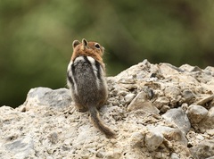 Callospermophilus lateralis certus