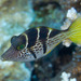 Mimic Filefish - Photo (c) Mark Rosenstein, some rights reserved (CC BY-NC)