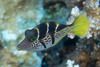 Mimic Filefish - Photo (c) Mark Rosenstein, some rights reserved (CC BY-NC)