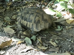 Testudo hermanni