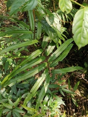Pteris insignis