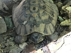 Testudo hermanni