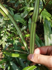 Pteris insignis