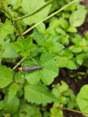 Gnamptonychia ventralis