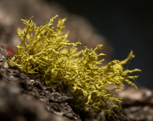 iNaturalist observation photo of Wolf Lichens