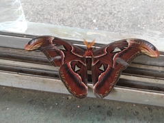 Attacus