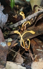 Ophiocordyceps sphecocephala
