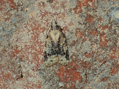 Platynota exasperatana