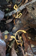 Ophiocordyceps sphecocephala