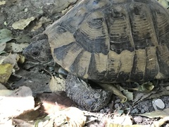 Testudo hermanni