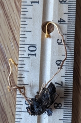 Ophiocordyceps sphecocephala