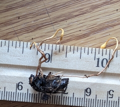 Ophiocordyceps sphecocephala