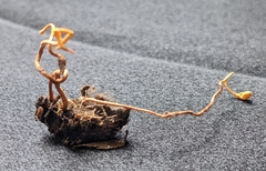 Ophiocordyceps sphecocephala