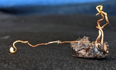 Ophiocordyceps sphecocephala