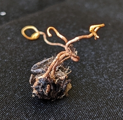 Ophiocordyceps sphecocephala