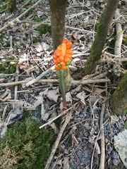 Arum maculatum