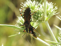 Rhynocoris cuspidatus