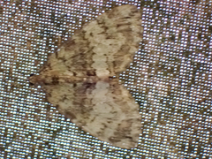 Hydriomena speciosata