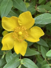 Hypericum × hidcoteense