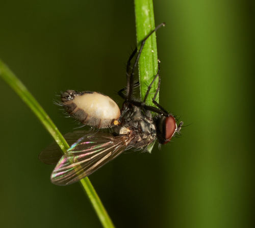 iNaturalist observation photo of Fly Death Fungi