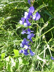 Vicia onobrychioides