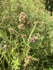 Galium × pseudoboreale