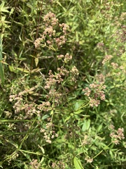 Galium × pseudoboreale