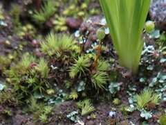 Bartramia nothostricta