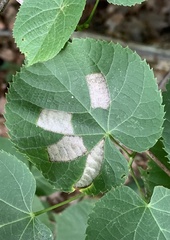 Phyllonorycter lucetiella