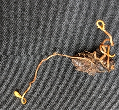 Ophiocordyceps sphecocephala