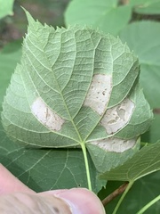 Phyllonorycter lucetiella