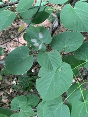 Phyllonorycter lucetiella