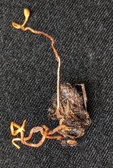 Ophiocordyceps sphecocephala