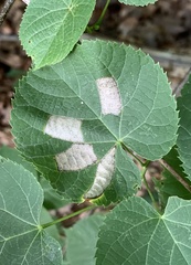 Phyllonorycter lucetiella