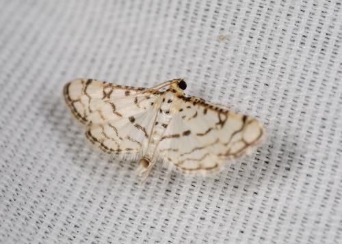 Hileithia rehamalis photo 3