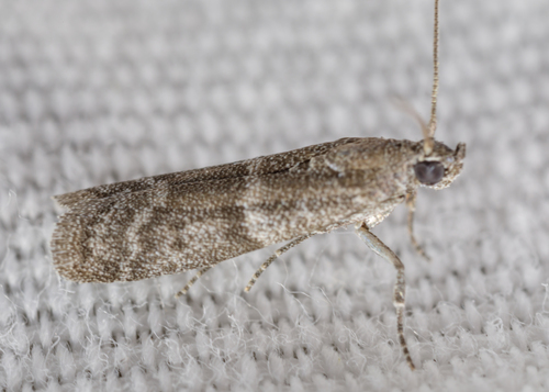Dusky Raisin Moth photo 5