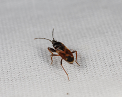 Eremocoris depressus