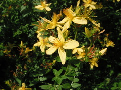 Hypericum perforatum