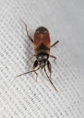 Eremocoris depressus