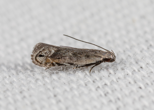 Music-loving Moth photo 5