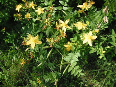 Hypericum perforatum