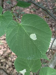 Phyllonorycter tiliacella