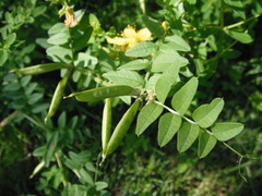 Hypericum perforatum