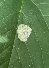 Phyllonorycter tiliacella
