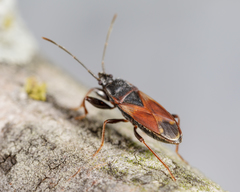 Eremocoris depressus