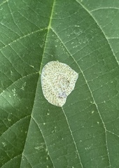 Phyllonorycter tiliacella
