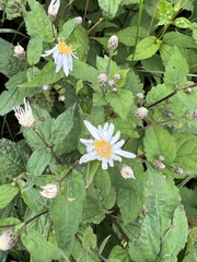 Eurybia chlorolepis