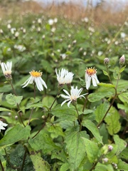 Eurybia chlorolepis