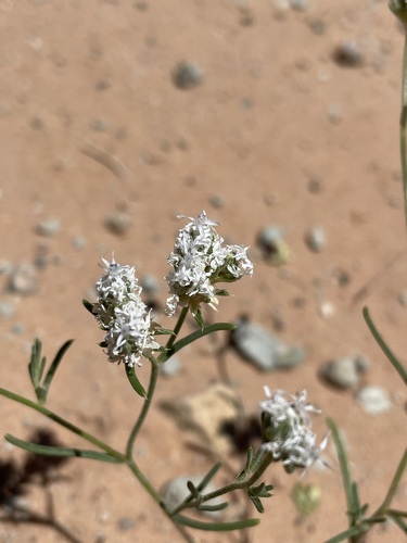 Image of Ipomopsis gunnisonii by (c) Matt Berger, some rights reserved (CC BY)